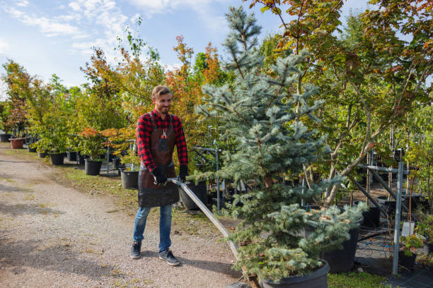 Best Tree Cabling and Bracing  in Union Hill Novelty Hill, WA